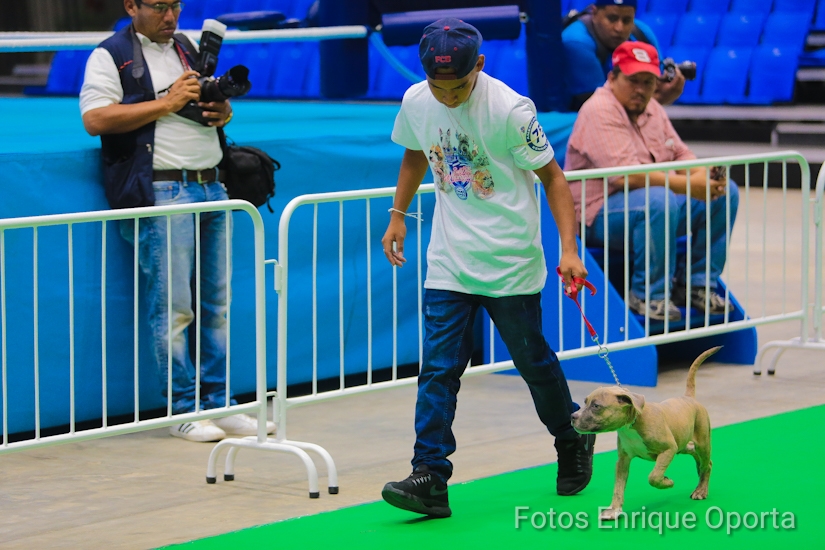 PERROS1